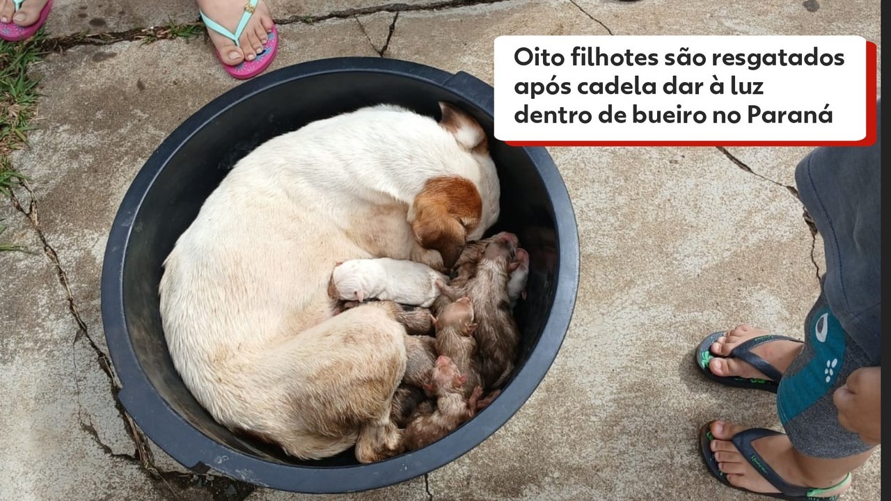 Oito filhotes são resgatados após cadela dar à luz dentro de bueiro no Paraná