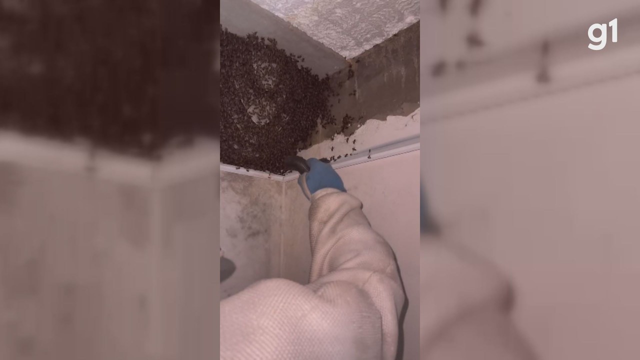 Colmeia construída em quarto é retirada após ataque de abelhas africanizadas; VÍDEO