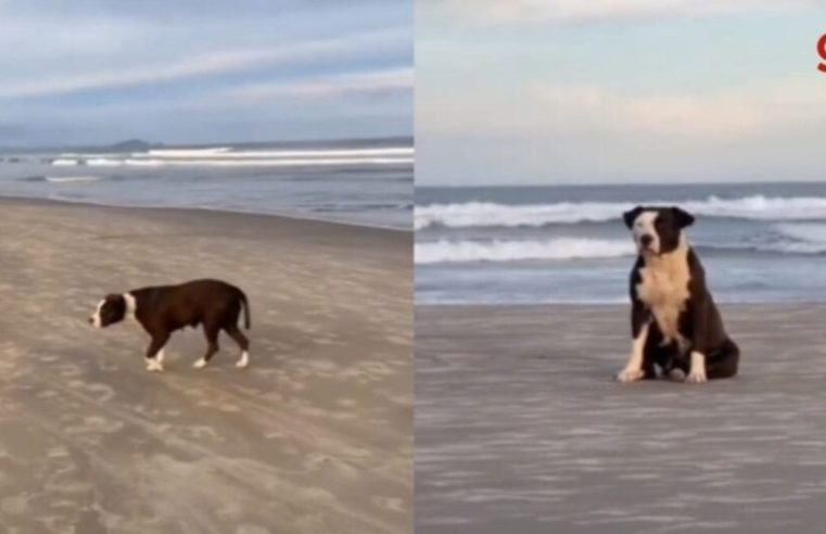 Cadela pitbull é adotada após ser flagrada em praia vagando por dias sozinha à espera do dono