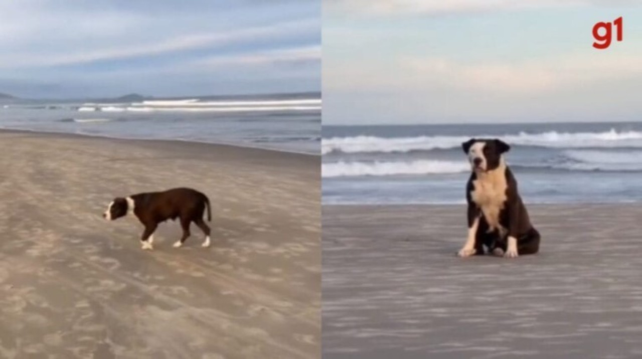 Cadela pitbull é adotada após ser flagrada em praia vagando por dias sozinha à espera do dono