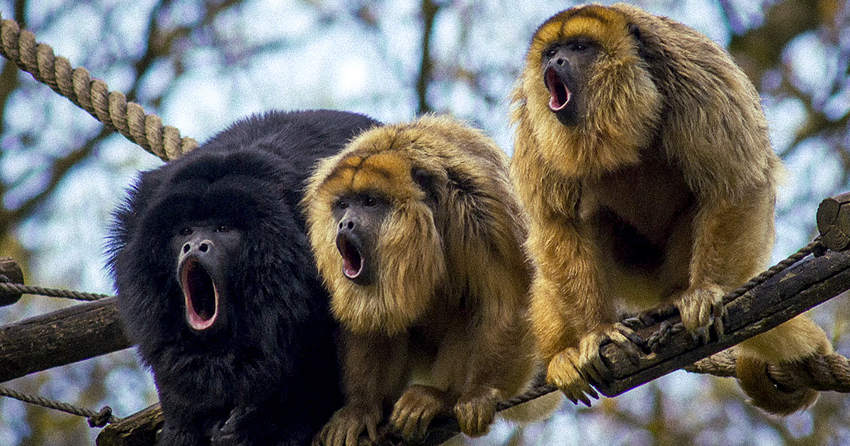 O silêncio dos bugios e o alerta da febre amarela – Jornal da USP