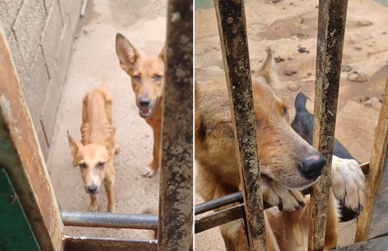 Homem é preso após deixar nove cães sem comida em Santo Antônio da Alegria, SP