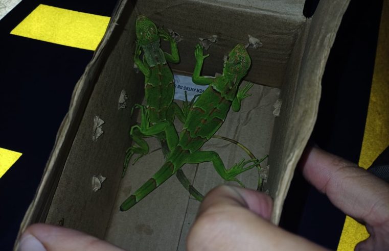 Homem é flagrado transportando casal de iguanas em carro na Dutra, em Jacareí