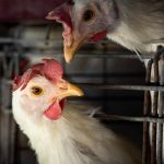 2023-03-31t210202z_817621184_rc2lgz9r4ai9_rtrmadp_3_health-birdflu-argentina.jpg