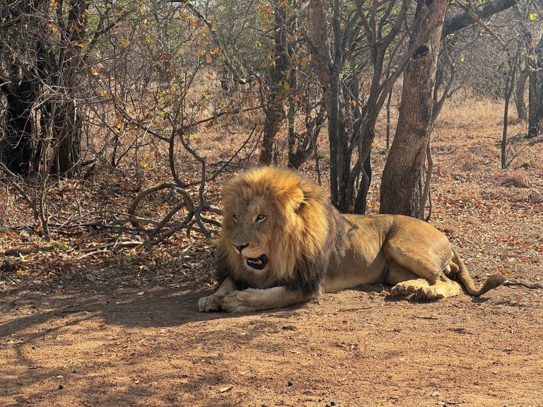 2024-08-30t071044z-840982942-rc2jn9a3842o-rtrmadp-3-safrica-conservation-big-cats.jpg