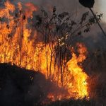 incendios_florestais.jpg