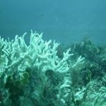 millepora_branca_sueste_0.jpeg