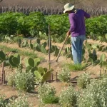 produtor_rural_no_semiarido.jpg