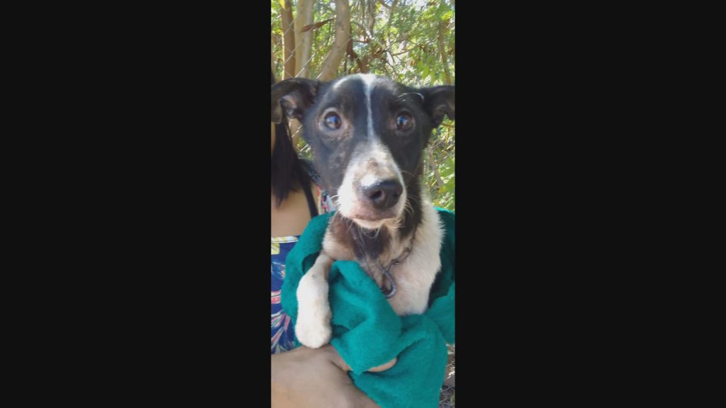 resgata-cachorro-1-frame-0.jpeg