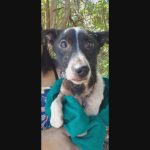resgata-cachorro-1-frame-0.jpeg