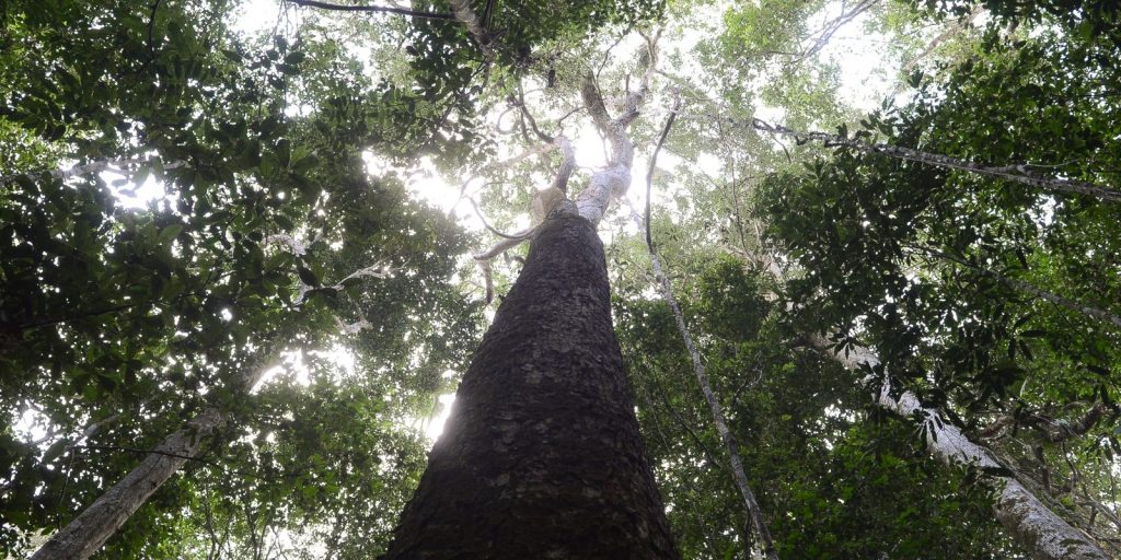 dsmatamento_na_amazonia_pa_moju_7855.jpg
