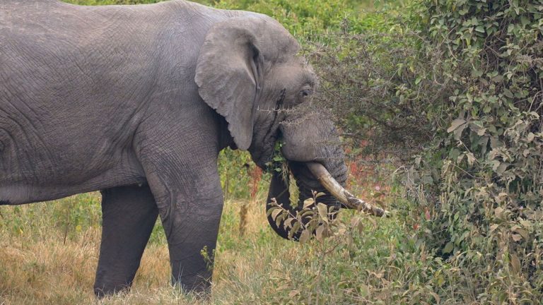elefante-tanzania-frame-22784.jpeg