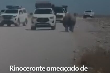 VÍDEO: Rinoceronte ameaçado de extinção é flagrado atacando carro com turistas durante safári