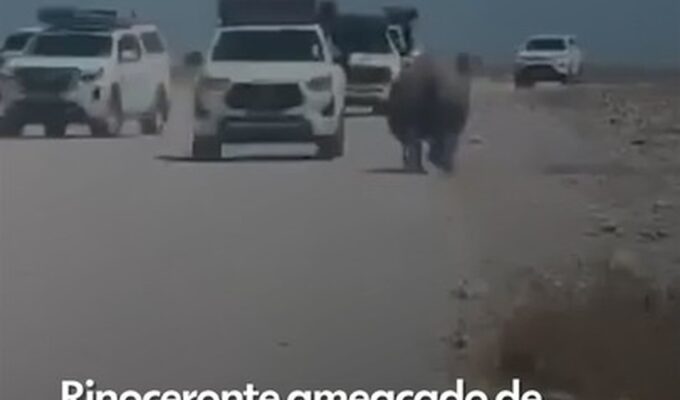 VÍDEO: Rinoceronte ameaçado de extinção é flagrado atacando carro com turistas durante safári