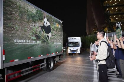 ‘Diplomacia do Panda’ Após encontro de Xi e Trump, China envia dois pandas-gigantes para zoológico nos EUA
