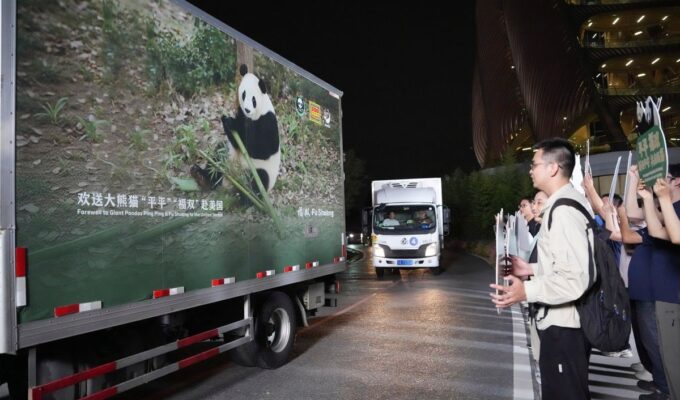 ‘Diplomacia do Panda’ Após encontro de Xi e Trump, China envia dois pandas-gigantes para zoológico nos EUA