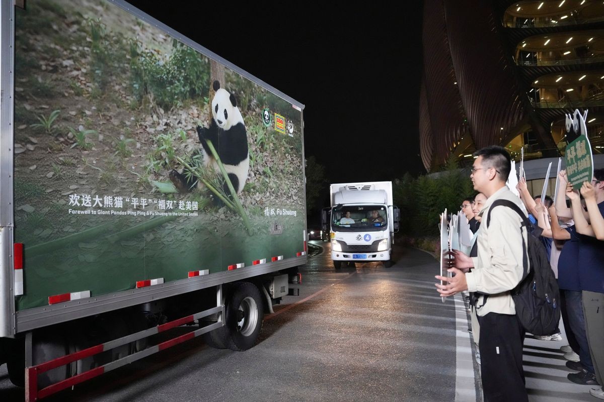 ‘Diplomacia do Panda’ Após encontro de Xi e Trump, China envia dois pandas-gigantes para zoológico nos EUA