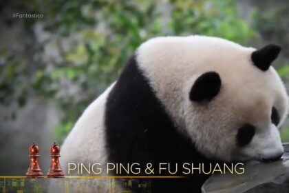Entre Dois Mundos: a diplomacia panda em meio à corrida tecnológica