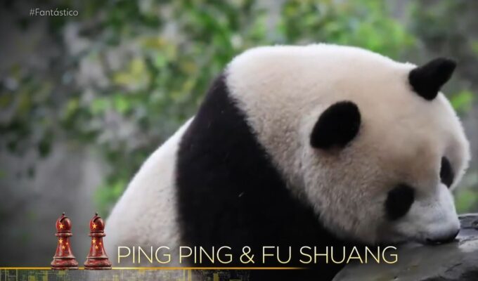 Entre Dois Mundos: a diplomacia panda em meio à corrida tecnológica