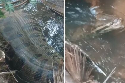 Sucuri de cinco metros é flagrada com a barriga cheia em córrego e surpreende família em MS; veja vídeo