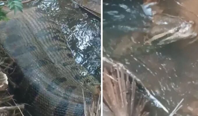 Sucuri de cinco metros é flagrada com a barriga cheia em córrego e surpreende família em MS; veja vídeo