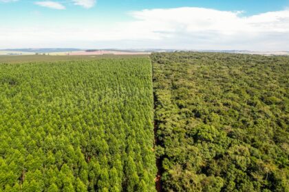Dia da Árvore: Bracell destaca produção florestal e conservação nativa