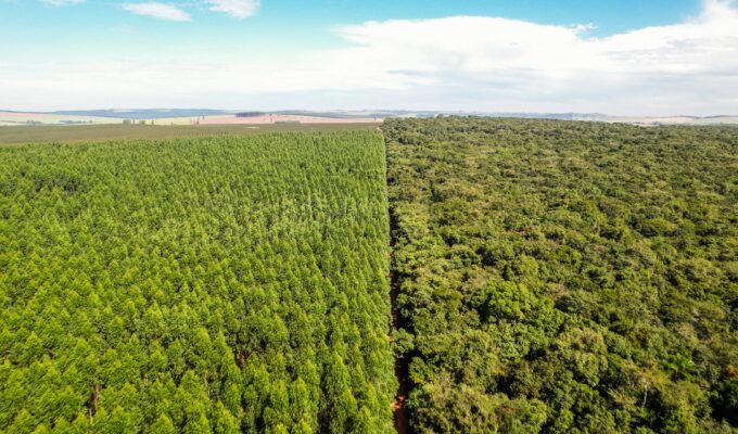 Dia da Árvore: Bracell destaca produção florestal e conservação nativa