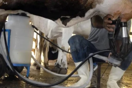 Produção de leite bate recorde mesmo com redução de vacas ordenhadas