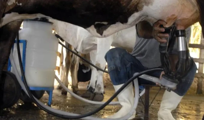 Produção de leite bate recorde mesmo com redução de vacas ordenhadas