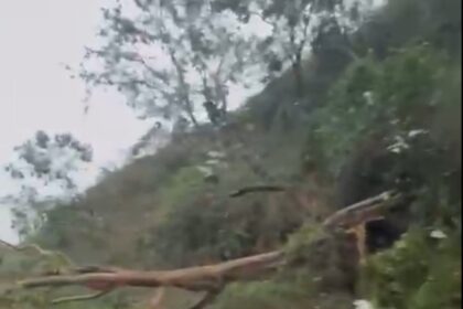 Queda de árvore interdita parcialmente pista da Via Dutra em Barra Mansa