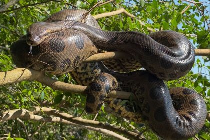 Sucuri imensa se equilibra em galho à margem de rio durante banho de sol em MS; VÍDEO
