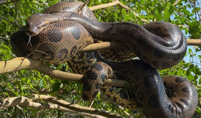 Sucuri imensa se equilibra em galho à margem de rio durante banho de sol em MS; VÍDEO