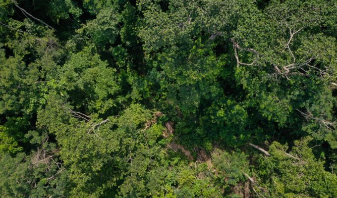 Aplicação ilegal de agrotóxico com drones em área de quase 900 hectares é investigada no Acre