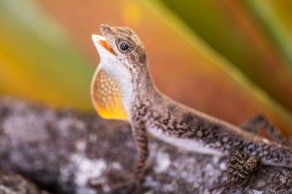 Cientistas encontram possíveis novas espécies em montanha isolada na Amazônia