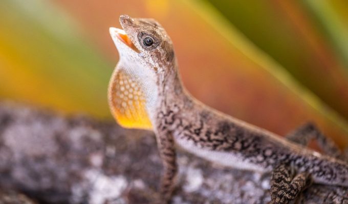 Cientistas encontram possíveis novas espécies em montanha isolada na Amazônia