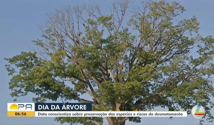 Dia da Árvore: ação socioambiental oferece serviços e atividades em praça de Belém