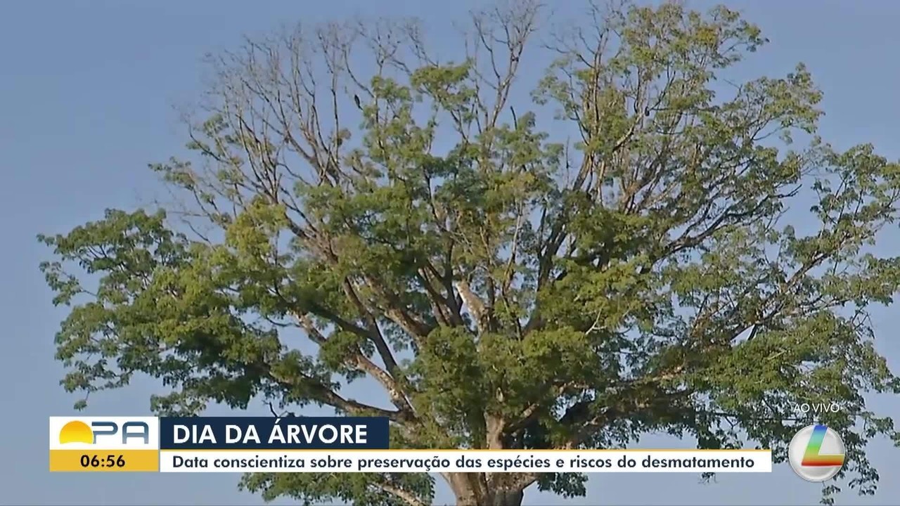 Dia da Árvore: ação socioambiental oferece serviços e atividades em praça de Belém
