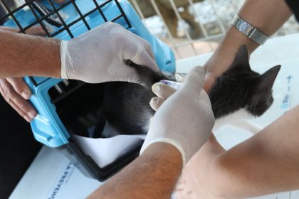 Rio confirma caso de raiva em cão que teve contato com morcego