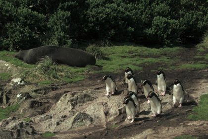 Série documental Criaturas do Grande Azul estreia na TV Brasil