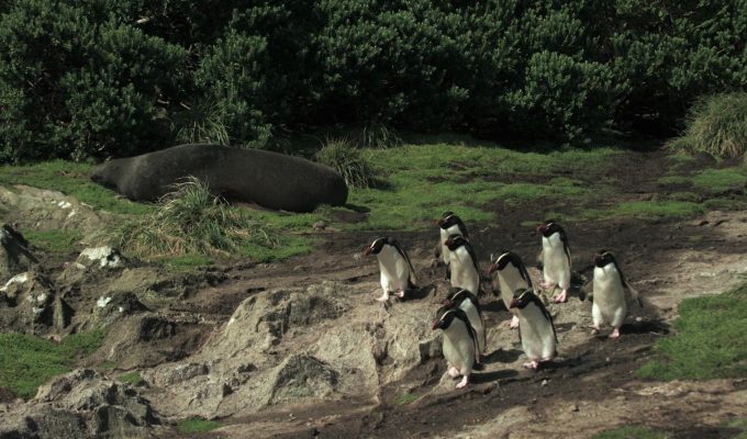 Série documental Criaturas do Grande Azul estreia na TV Brasil