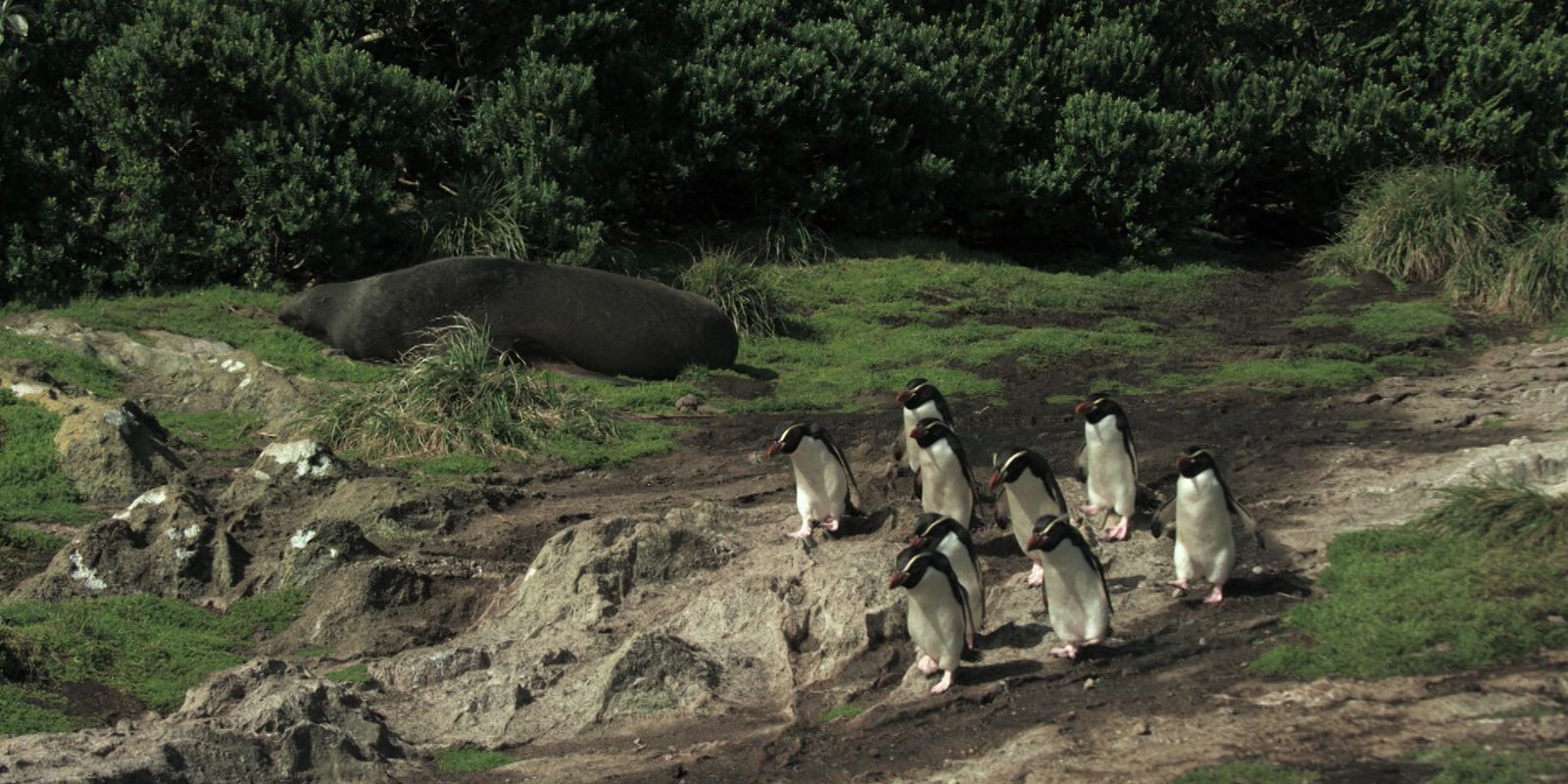 Série documental Criaturas do Grande Azul estreia na TV Brasil