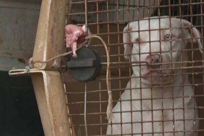 Quatro pitbulls e vira-lata são resgatados de casa em meio a lixo e fezes no interior de SP
