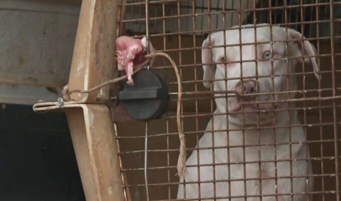 Quatro pitbulls e vira-lata são resgatados de casa em meio a lixo e fezes no interior de SP