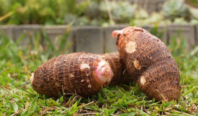 Longe dos pratos e das receitas, conheça o poder do inhame contra o câncer