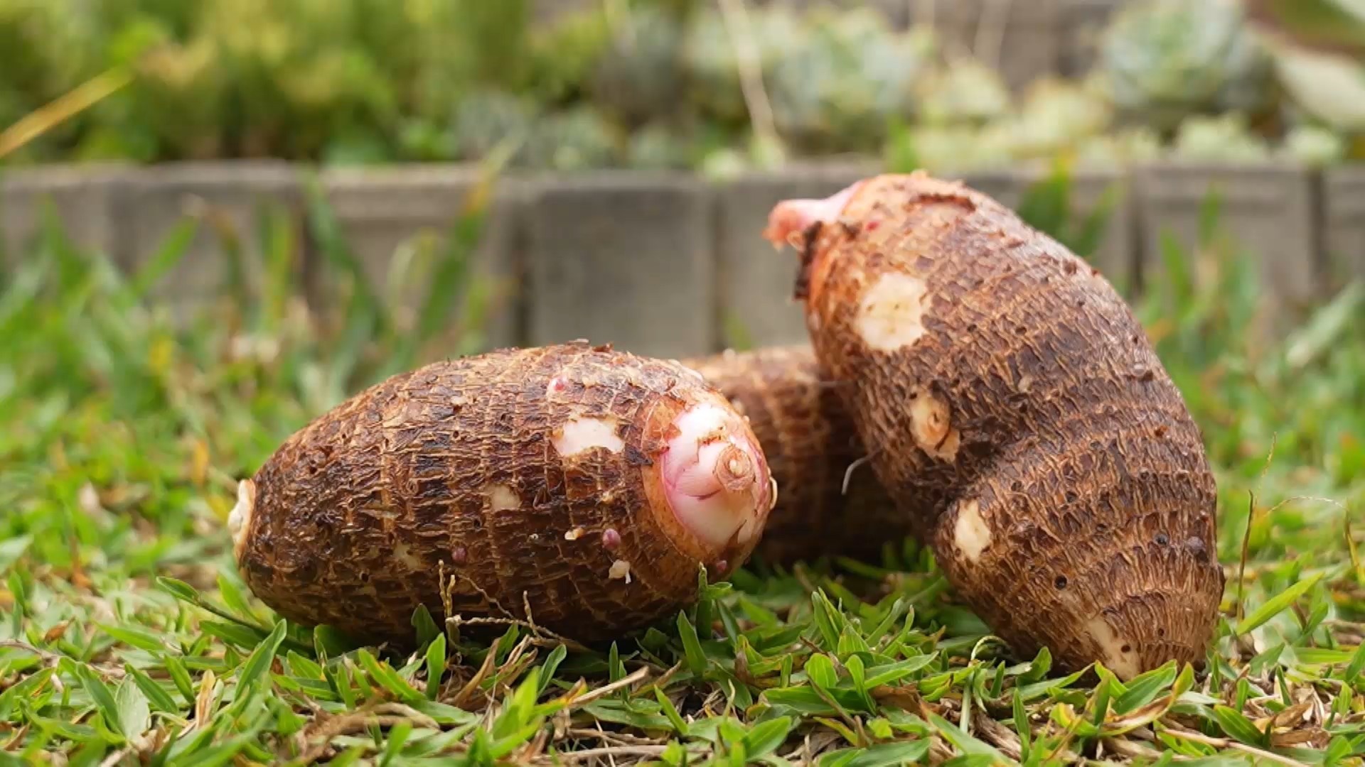 Longe dos pratos e das receitas, conheça o poder do inhame contra o câncer