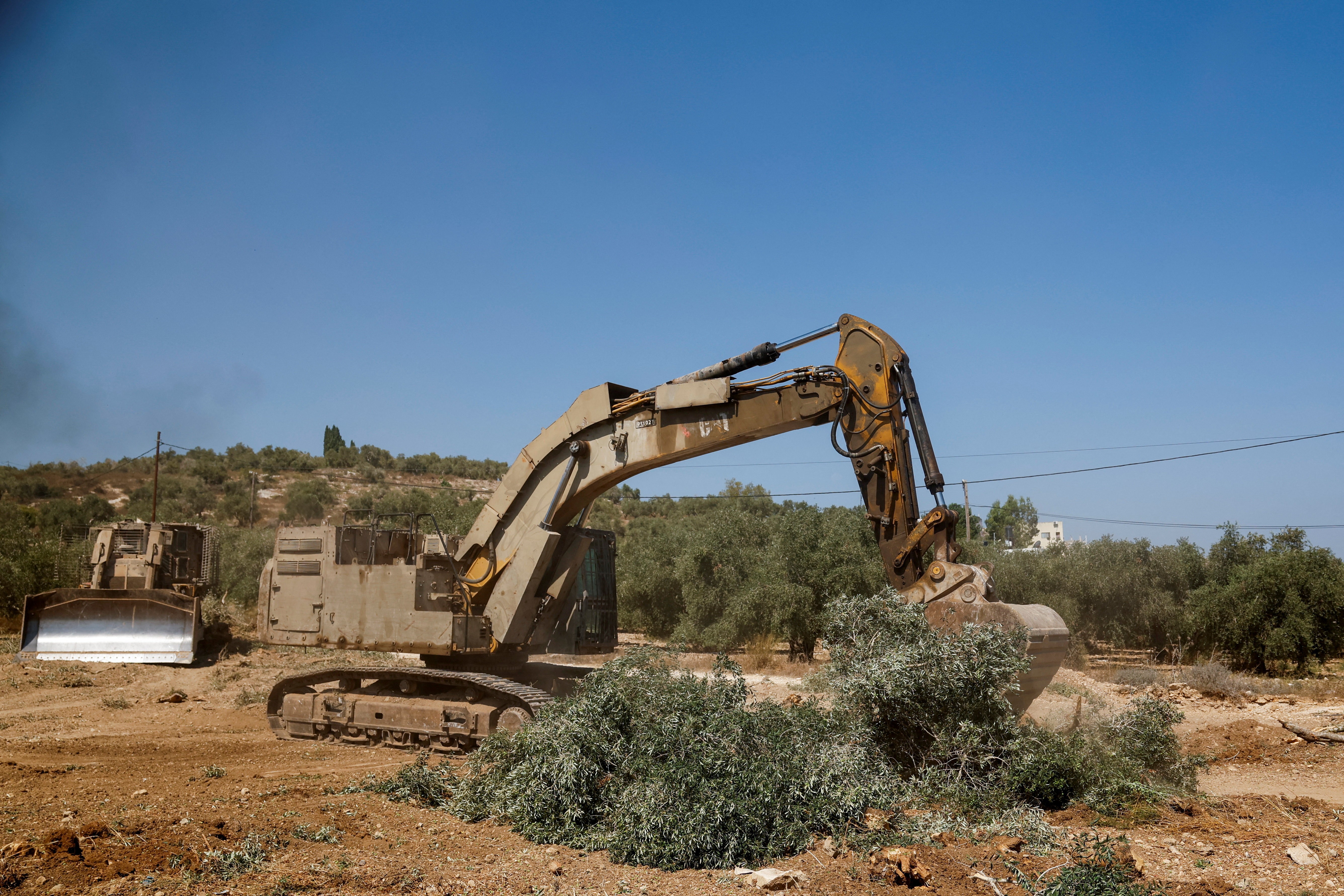 ‘Não nos deixaram nada’: Israel arranca oliveiras palestinas pouco antes de colheita na Cisjordânia