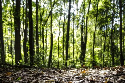 Produção florestal no país alcança recorde de R$ 47,9 bilhões em 2025