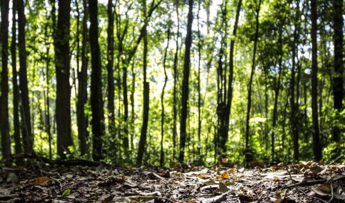 Produção florestal no país alcança recorde de R$ 47,9 bilhões em 2025