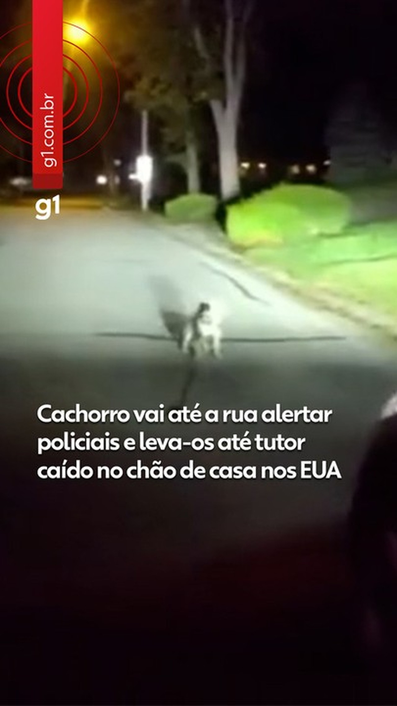 ‘Sabia exatamente o que fazer’: cachorro alerta policiais e leva-os até tutor caído dentro de casa nos EUA; veja VÍDEO