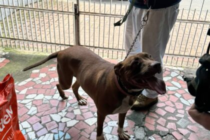 Cadela e gato são resgatados em situação de maus-tratos em Volta Redonda